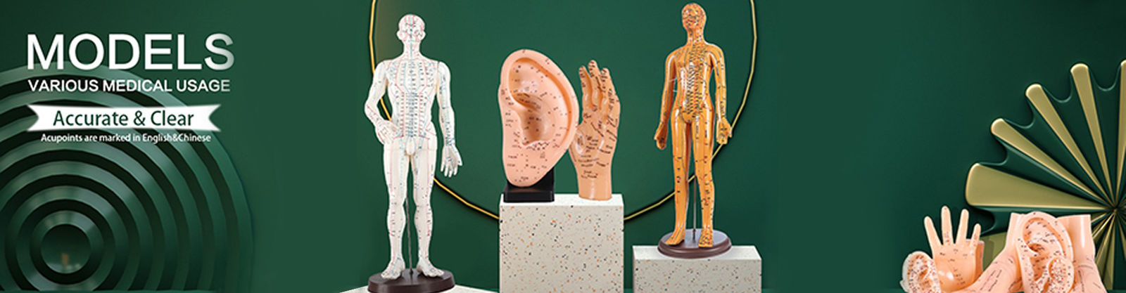 Acupuncture Body Model