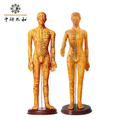 Acupuncture Needles Acupuncture Body Model with Realistic Appearance and Detailed Representation of Human Body 20/25/50/70CM Tall