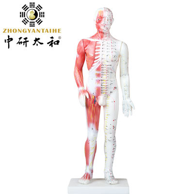 Chinese Acupuncture Body Model With Muscles 60/85/170cm