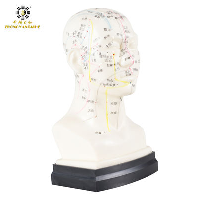 Eco Friendly 20cm Head Acupuncture Body Model Without Effusion Liquid