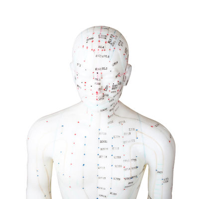 50cm Point Male Acupuncture Model Human Body GMP Certificate