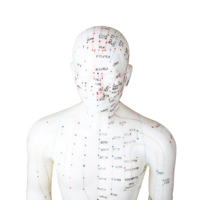 Versatility Can Be Used For Various Acupuncture Techniques Body Model Weighing Approximately 5kg