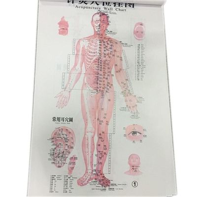 English Acupuncture Wall Chart 7PCS Per Set Human Acupuncture Chart