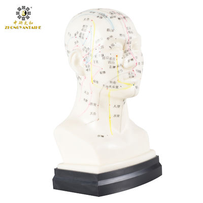 quality  Eco Friendly 20cm Head Acupuncture Body Model Without Effusion Liquid factory