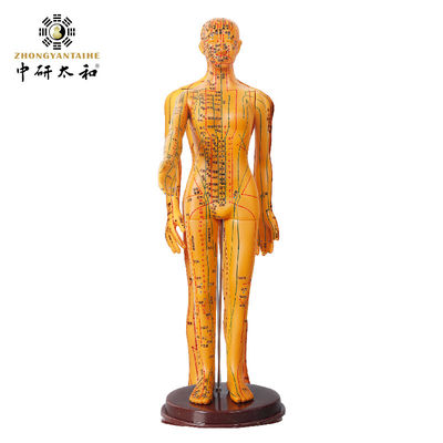 Flexible Chinese Medicine Acupuncture Model For Medical Teaching