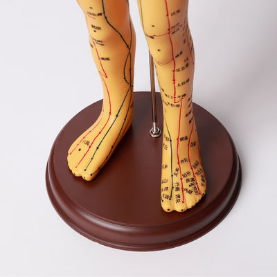 Flexible Chinese Medicine Acupuncture Model For Medical Teaching