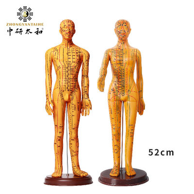 Flexible Chinese Medicine Acupuncture Model For Medical Teaching