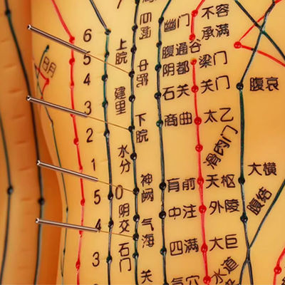 Flexible Chinese Medicine Acupuncture Model For Medical Teaching