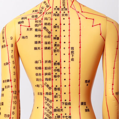 Portable Acupuncture Body Model Easy To Clean Smooth Surface And Flexible Joints Lightweight For Realistic Positioning