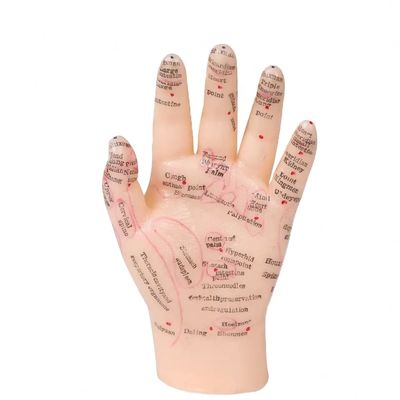 Flexible Joints For Realistic Positioning Acupuncture Body Model For Training And Education Applications