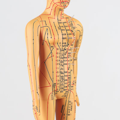 Meridian Chart Included Acupuncture Body Model Approximately 5kg Versatile for Different Techniques