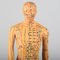 Chinese Acupuncture Body Model Acupoint 50cm Acupuncture Meridian Model