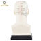 Eco Friendly 20cm Head Acupuncture Body Model Without Effusion Liquid