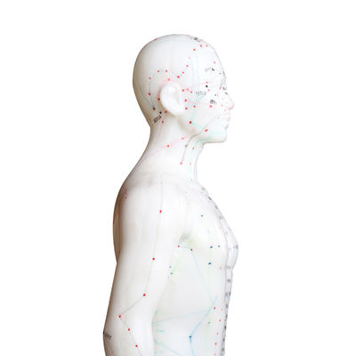 Versatility Can Be Used For Various Acupuncture Techniques Body Model Weighing Approximately 5kg