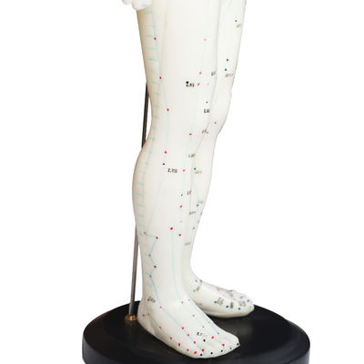 Versatility Can Be Used For Various Acupuncture Techniques Body Model Weighing Approximately 5kg