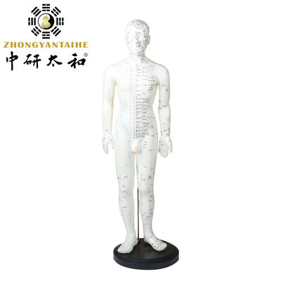 Versatility Can Be Used For Various Acupuncture Techniques Body Model Weighing Approximately 5kg