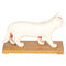 28cm Cat Acupuncture Model Chinese Medical Teaching Acupuncture Body Model PVC