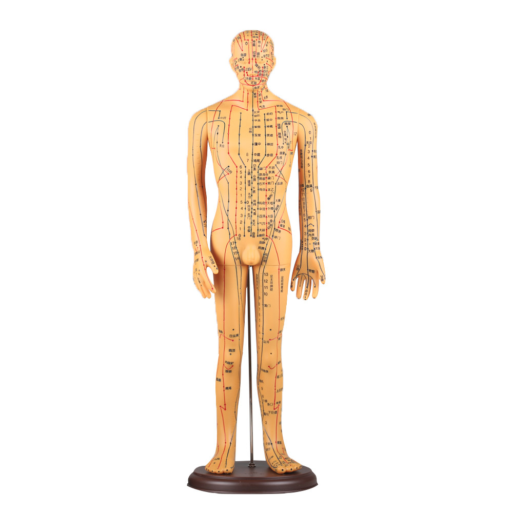 Acupat Pattern Chinese Acupuncture Body Model Acupoint 50cm Acupuncture Meridian Model