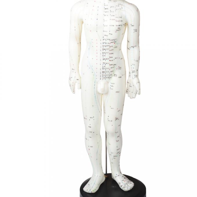 50cm Point Male Acupuncture Model Human Body GMP Certificate