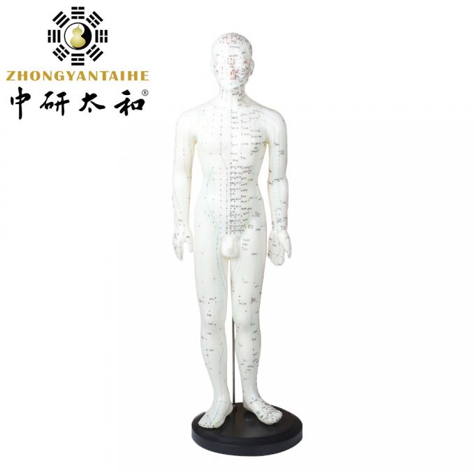 50cm Point Male Acupuncture Model Human Body GMP Certificate