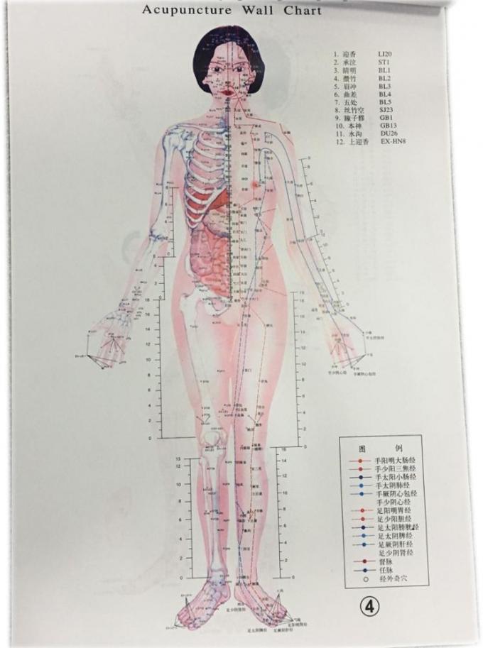 English Acupuncture Wall Chart 7pcs Per Set Human Acupuncture Chart English Acupuncture Wall Chart 7pcs Per Set Human Acupuncture Chart